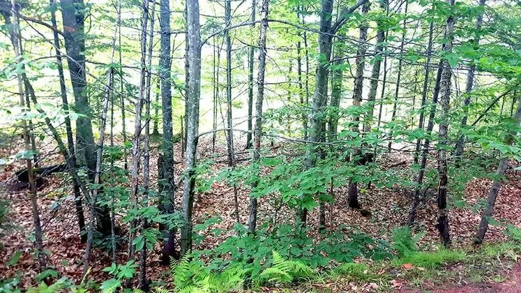 Dağ Evi, 3 Yatak Odası