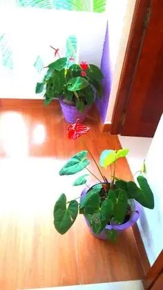 Standard Tek Büyük Yataklı Oda, 1 Çift Kişilik Yatak, Ortak Banyo, Bahçe Manzaralı