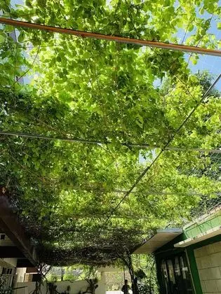 Family Oda, Birden Çok Yatak, Dağ Yamacı (Mountain View for 4 Pax)