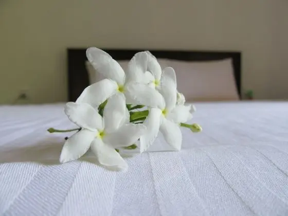 Deluxe Tek Kişilik Oda, Bahçe Manzaralı