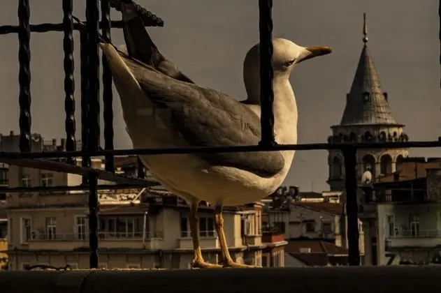 Daire-İki Yatak Odalı, Simge Yapı Manzaralı, Balkonlu