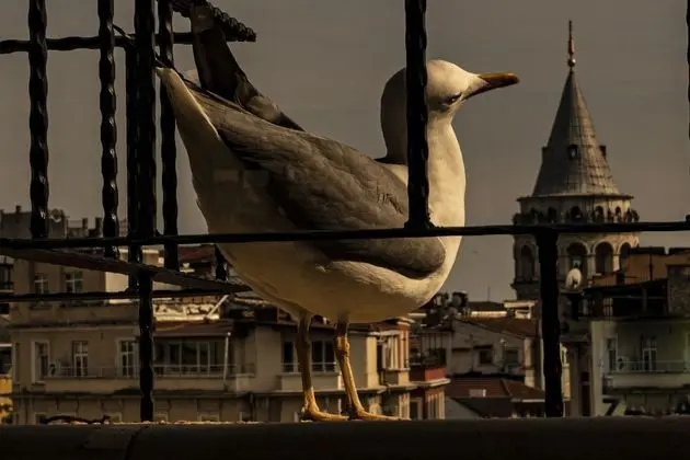 Exclusive Süit, Birden Çok Yatak, Şehir Manzaralı