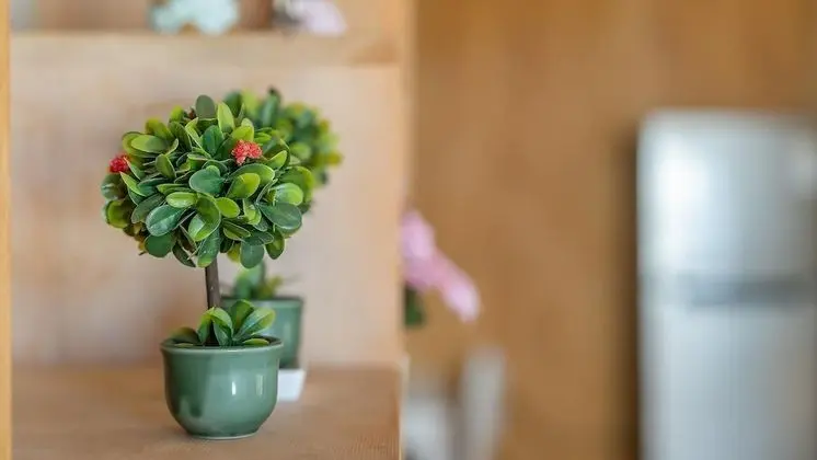 Basic Oda, 1 Yatak Odası (Rosemary)