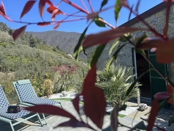 Superior Dört Kişilik Oda, Bahçeli