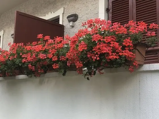 Standard Tek Büyük Yataklı Oda, Balkon (Solleone)