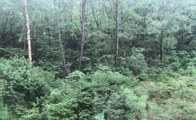 Superior Tek Kişilik Oda