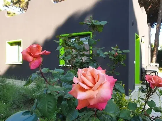 Apart Daire, 1 Yatak Odası, Veranda