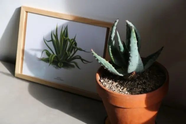 Süit, Banyolu/Duşlu, Bahçe Manzaralı (Aloe)