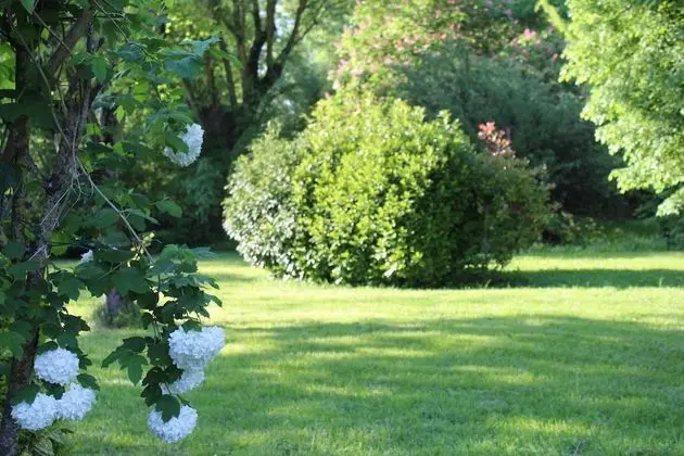 Traditional Oda (Amarante)