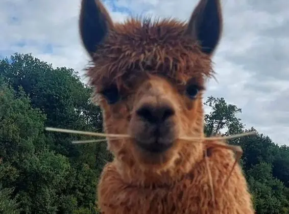 Family Stüdyo, Özel Banyo, Avlu Manzaralı (Le Studio)