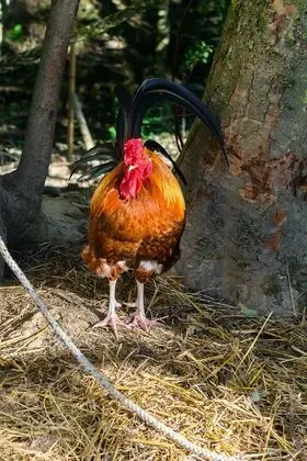 Classic Ev, Banyolu/Duşlu (Le Relais)