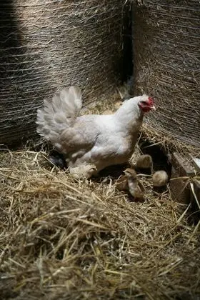 Traditional Ev, Banyolu/Duşlu (La Pommeraie)