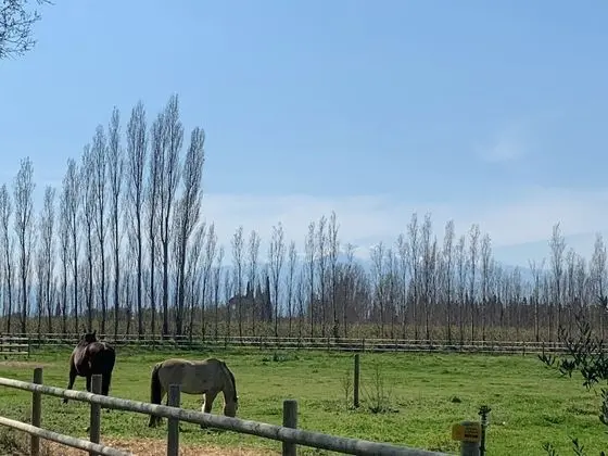 Kır Evi, Banyolu/Duşlu, Avlu Manzaralı