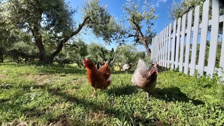 Kulübe, Birden Çok Yatak