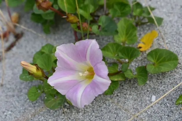 Dağ Evi, 1 Büyük (Queen) Boy Yatak