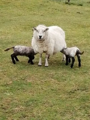 Dağ Evi, 1 Büyük (Queen) Boy Yatak