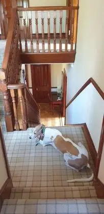 Comfort Tek Büyük Yataklı Oda, Bahçe Manzaralı