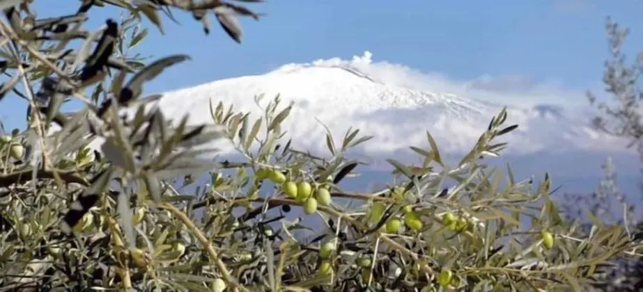 Dört Kişilik Oda, Bağlantılı Odalar
