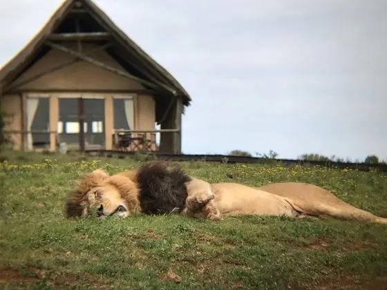 Luxury Çadır