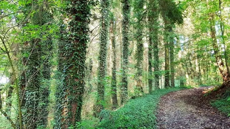 Standard İki Ayrı Yataklı Oda, 2 Tek Kişilik Yatak