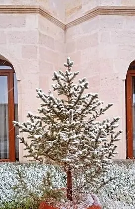 Design Tek Büyük Yataklı Oda, 1 Büyük (Queen) Boy Yatak, Sigara İçilmez, Bahçe Manzaralı