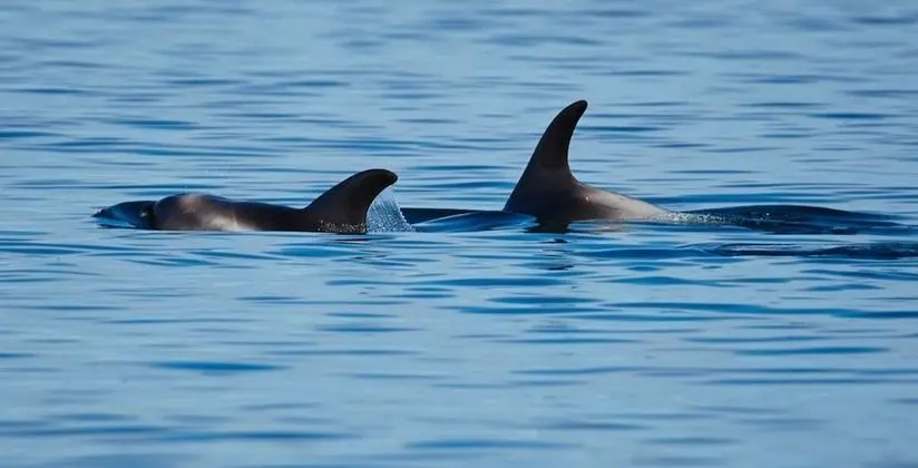 Villa, Birden Çok Yatak