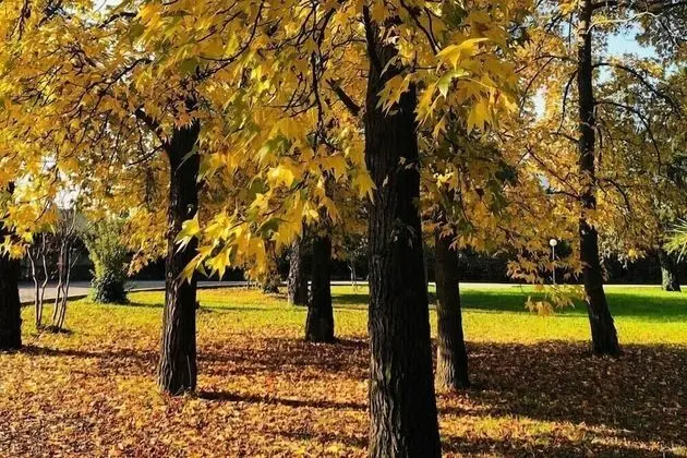 Üç Kişilik Oda, Bahçe Manzaralı
