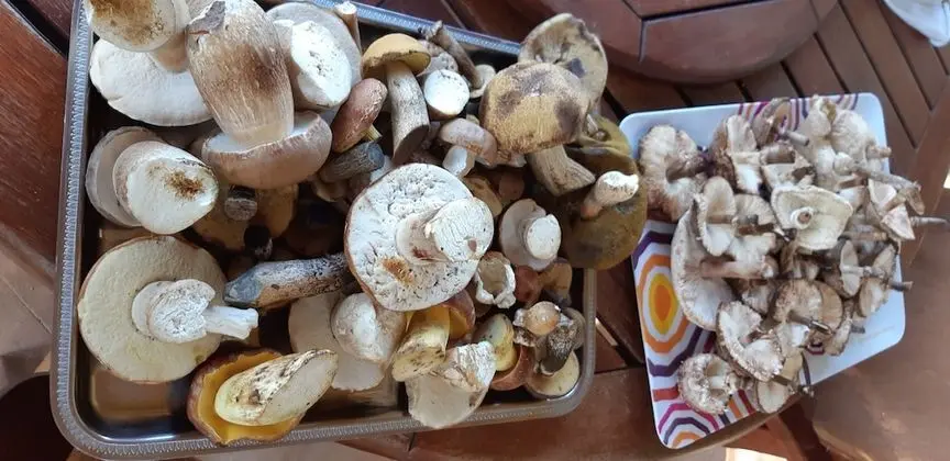 Ev, 4 Yatak Odası, Veranda