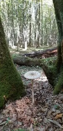 Ev, 4 Yatak Odası, Veranda