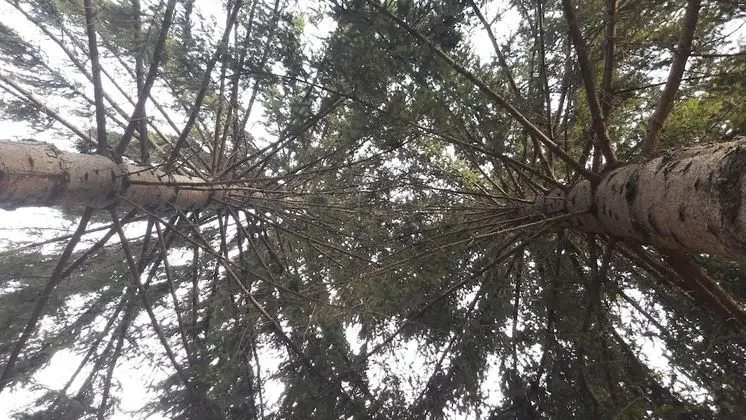 Ev, 4 Yatak Odası, Veranda