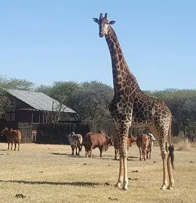Family Kulübe