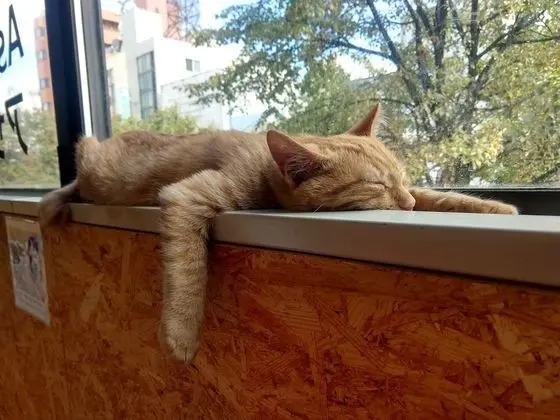 Standard Ortak Ranzalı Oda, Sadece kadınlar için, Ortak Banyo