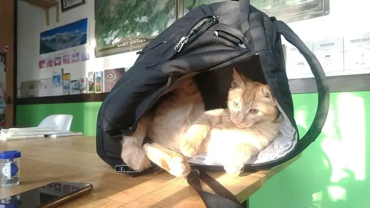 Standard Ortak Ranzalı Oda, Sadece kadınlar için, Ortak Banyo