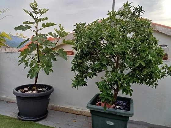 Üç Kişilik Oda (Triple Room)