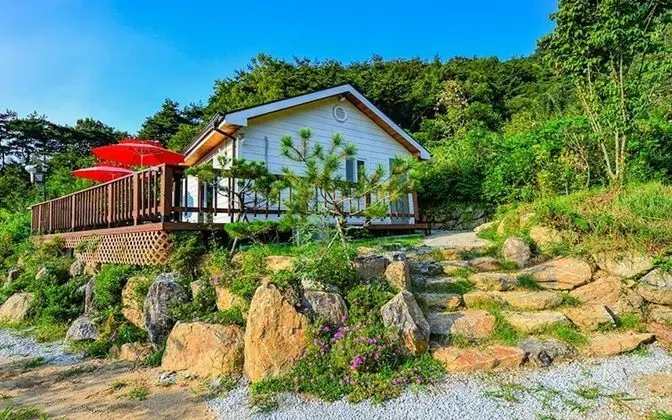 Oda (Cherry Blossom (301))