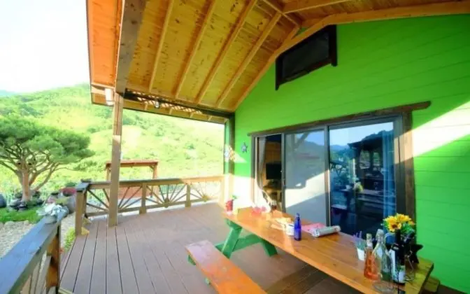 Oda (Chrysanthemum (Duplex))