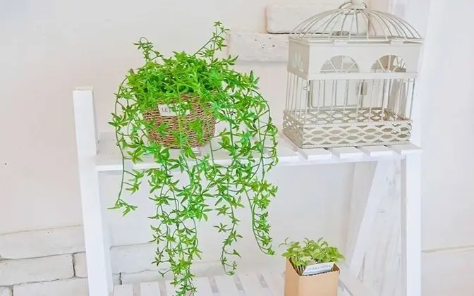 Oda (Vintage white)