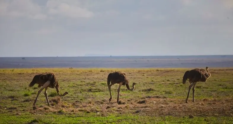 Luxury Süit, 1 En Büyük (King) Boy Yatak, Dağ Manzaralı