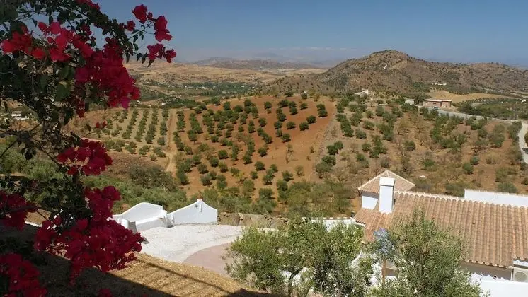 Standard Apart Daire, 1 Yatak Odası, Teras