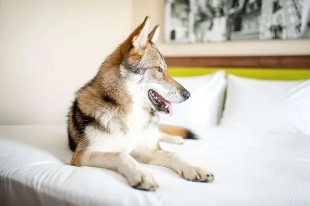 Oda, 1 Büyük (Queen) Boy Yatak