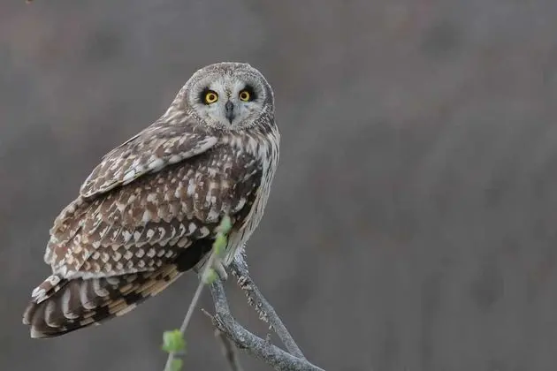 Apart Daire (Harborsides Neighbor)