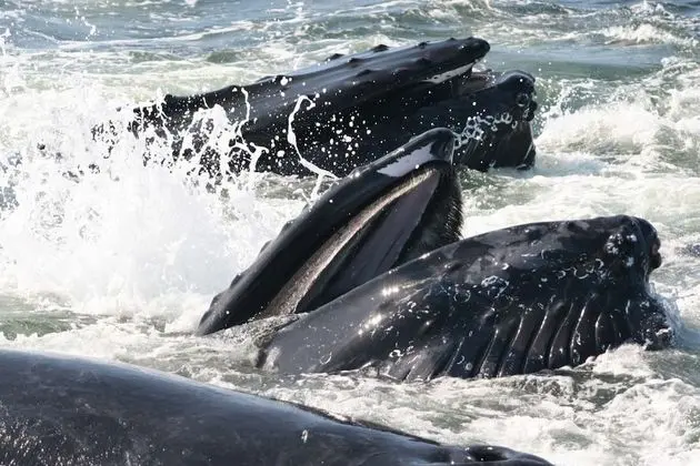 Apart Daire (Harborsides Neighbor)