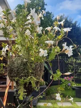 Bungalov, 1 Yatak Odası, Balkon