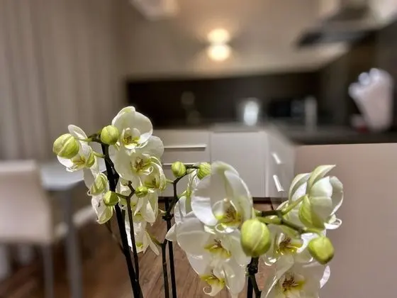 Standard Apart Daire