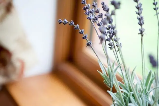 Ev, Birden Çok Yatak