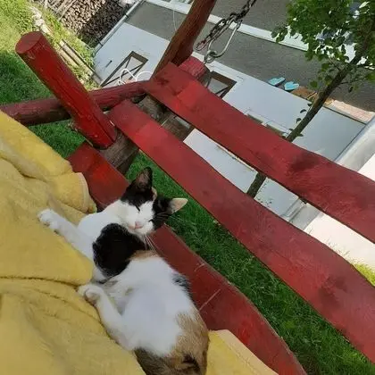 Oda, 1 Yatak Odası, Veranda