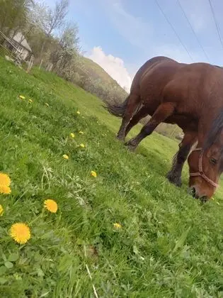 Oda, 1 Yatak Odası, Veranda