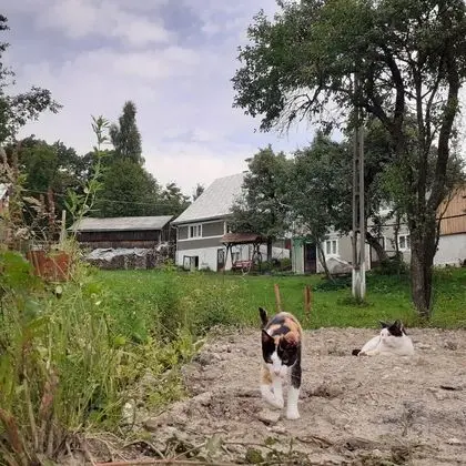 Oda, 1 Yatak Odası, Veranda