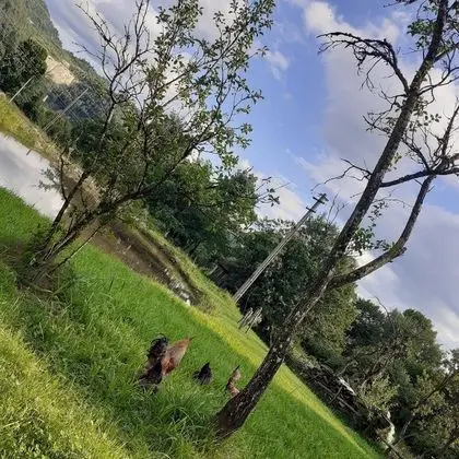 Oda, 1 Yatak Odası, Veranda