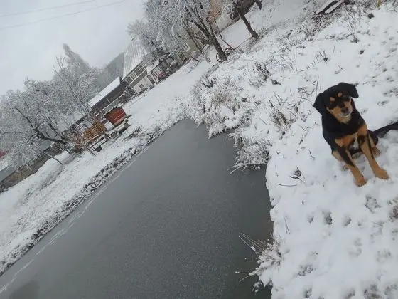 Oda, 1 Yatak Odası, Veranda